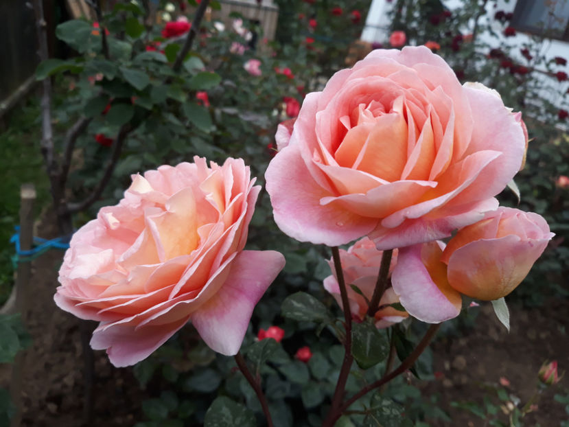  - ABRAHAM DARBY David Austin 3