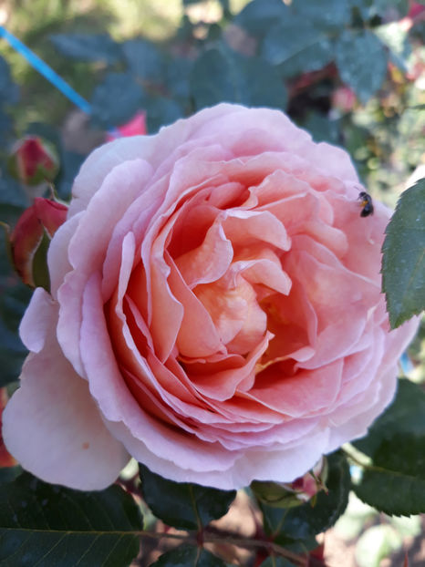  - ABRAHAM DARBY David Austin 3