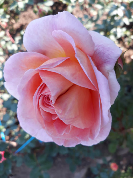  - ABRAHAM DARBY David Austin 3