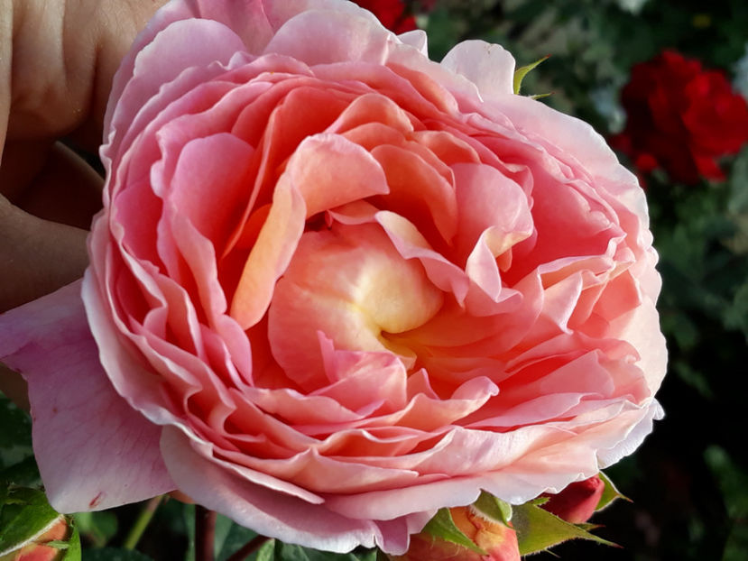  - ABRAHAM DARBY David Austin 3