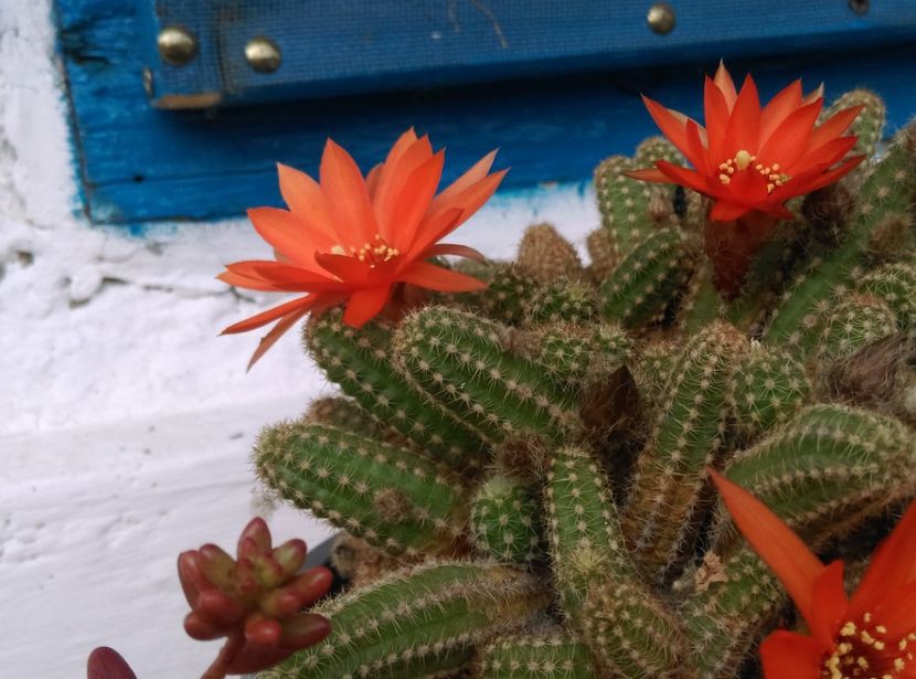  - Cactusi si suculente 2018