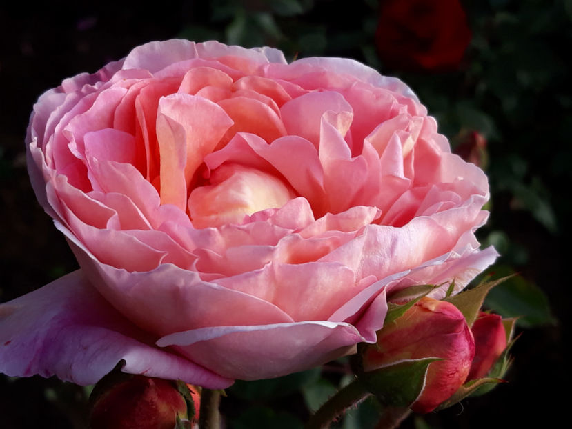  - ABRAHAM DARBY David Austin 3