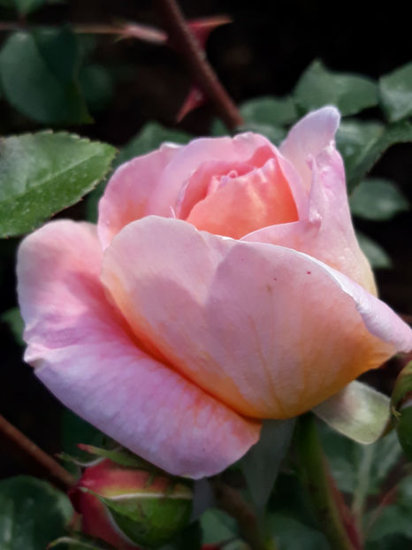  - ABRAHAM DARBY David Austin 3