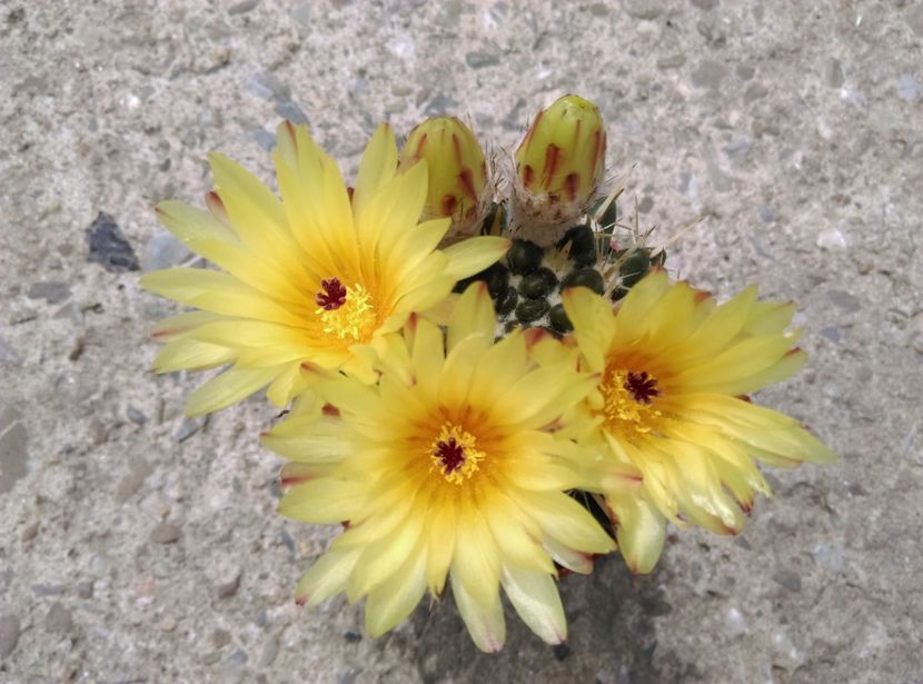  - Cactusi si suculente 2018