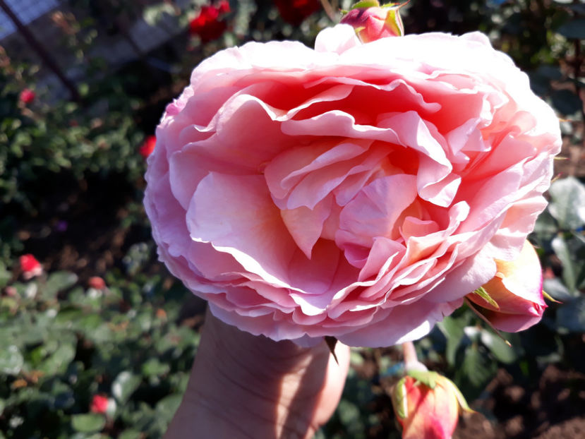 358 (2) - ABRAHAM DARBY David Austin 3