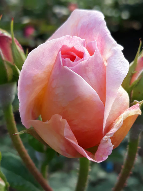  - ABRAHAM DARBY David Austin 3