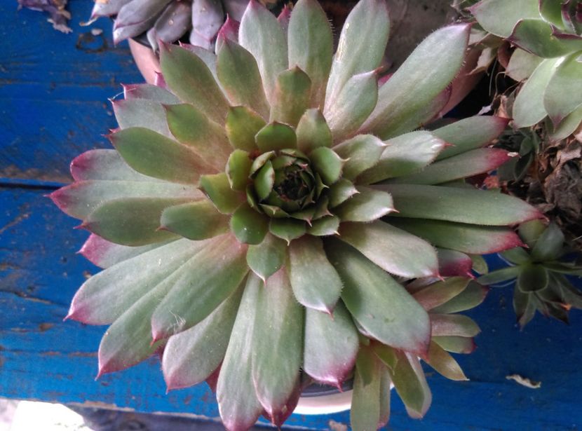  - Cactusi si suculente 2018