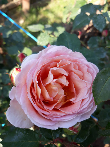  - ABRAHAM DARBY David Austin 3