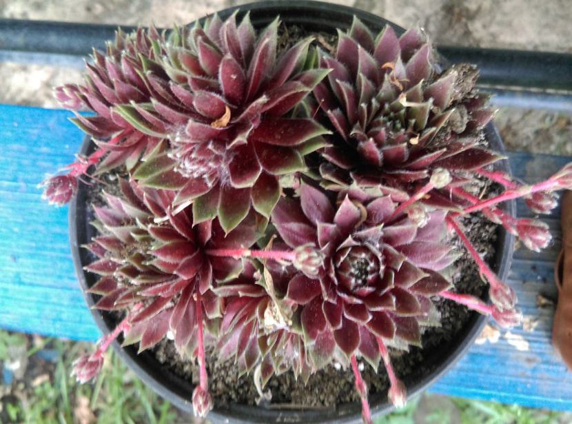  - Cactusi si suculente 2018