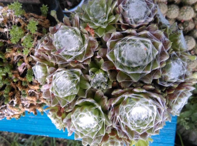  - Cactusi si suculente 2018