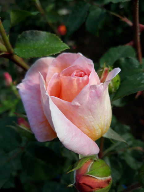  - ABRAHAM DARBY David Austin 3