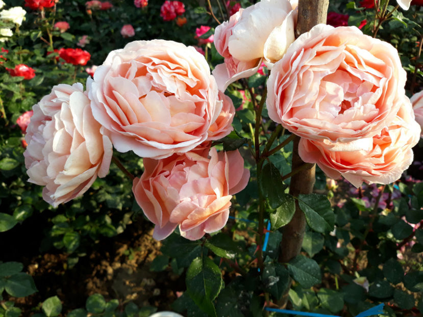  - ABRAHAM DARBY David Austin 3