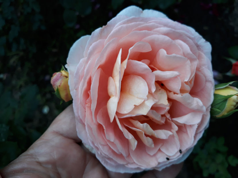  - ABRAHAM DARBY David Austin 3