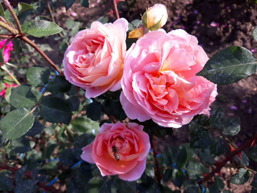  - ABRAHAM DARBY David Austin 3