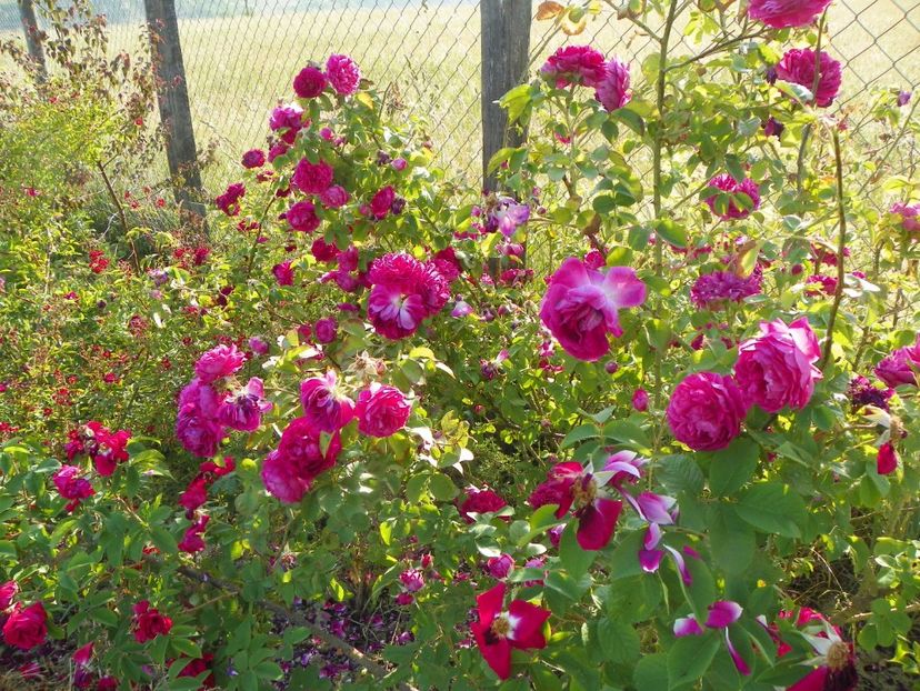 Great Western - Trandafiri 2018 2