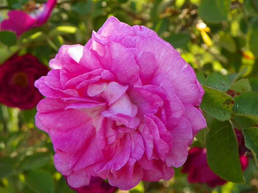 Marie Louise - Trandafiri 2018 2