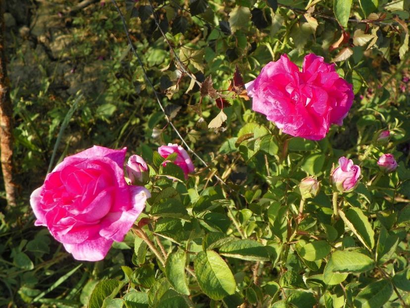 Marie Louise - Trandafiri 2018 2