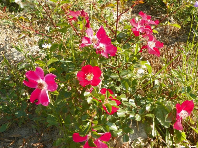 Candia Meillandecor - Trandafiri 2018 2