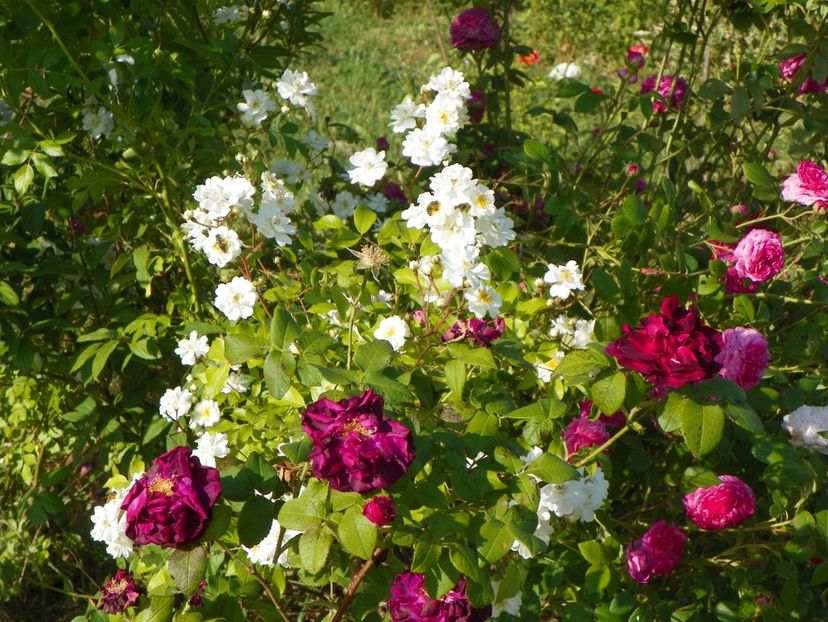 Sissinghurst Castle si Ambroise Paree - Trandafiri 2018 2