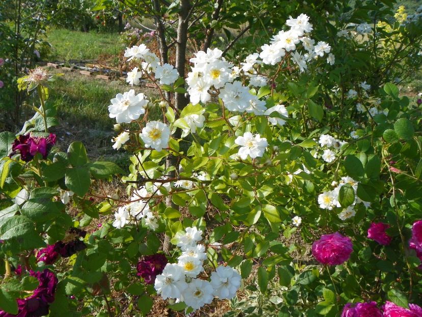 Francine Austin - Trandafiri 2018 2