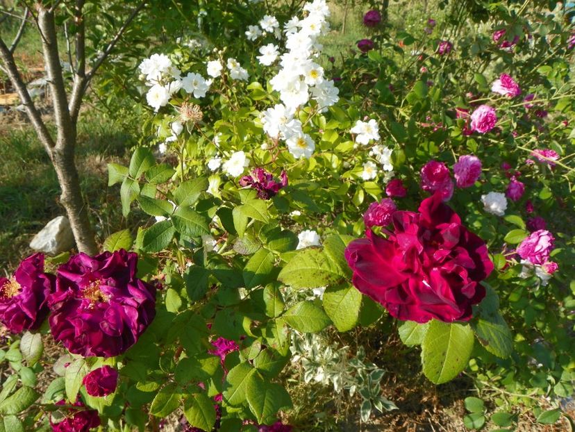 Sissinghurst Castle, Francine Austine si Ambroise Paree - Trandafiri 2018 2