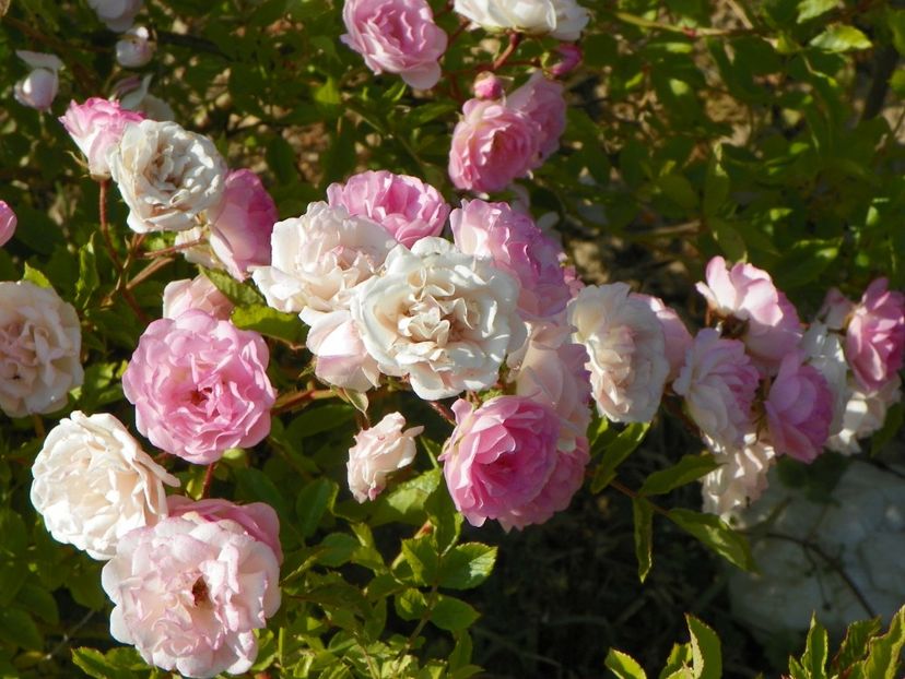 Frau Eva Schubert - Trandafiri 2018 2