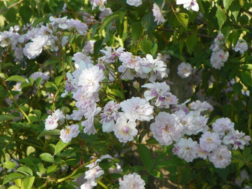 Pauls Himalayan Musk - Trandafiri 2018 2
