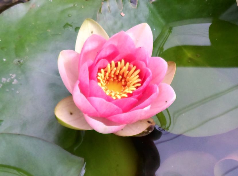  - plantele mele de la serviciu 2014 2018