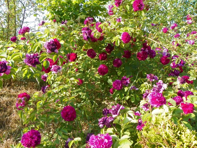 Himmelsauge - Trandafiri 2018 2