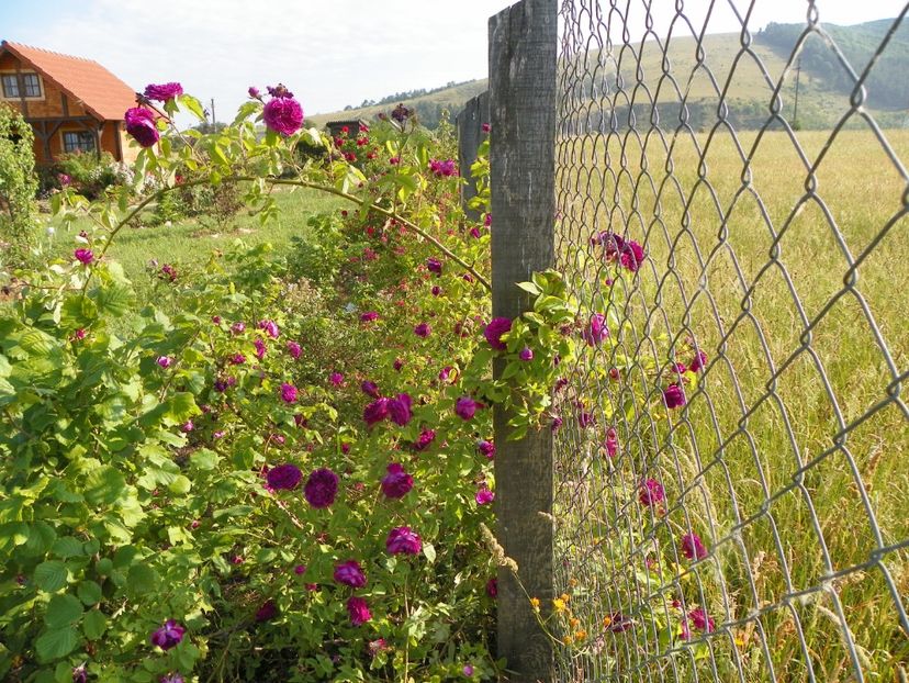 Erinnerung an Brod - Trandafiri 2018 2
