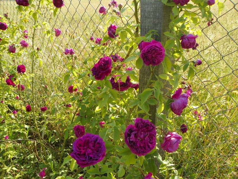 Erinnerung an Brod - Trandafiri 2018 2