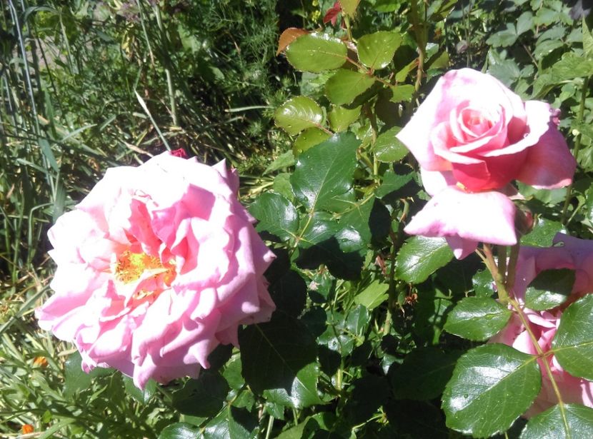  - plantele mele de la serviciu 2014 2018