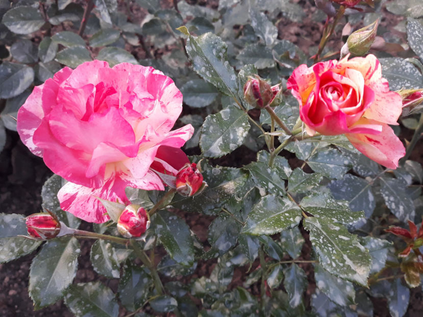  - ALFRED SISLEY Delbard 3