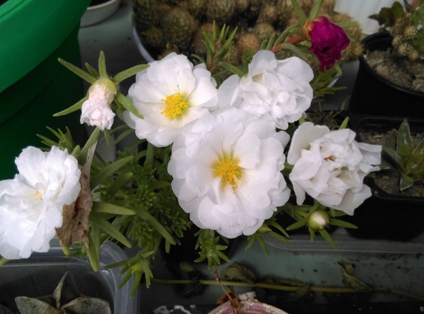  - plantele mele de la serviciu 2014 2018