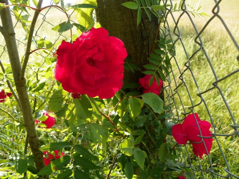 Flammentanz? - Trandafiri 2018 2