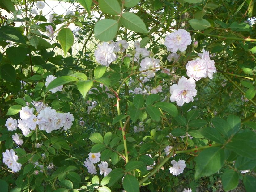 Paul's Himalayan Musk - Trandafiri 2018 2