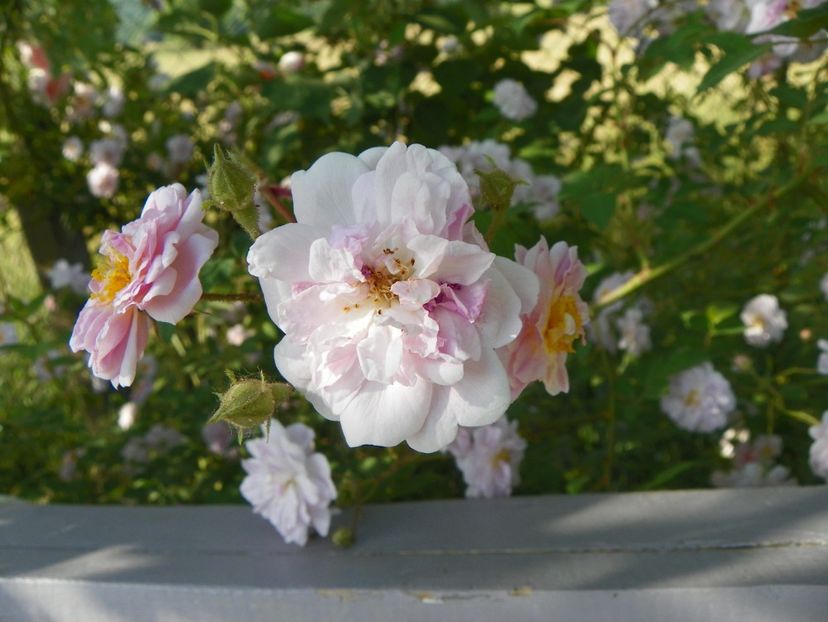 Paul's Himalayan Musk - Trandafiri 2018 2