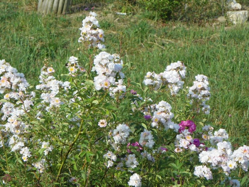 Abigail Adams - Trandafiri 2018 2