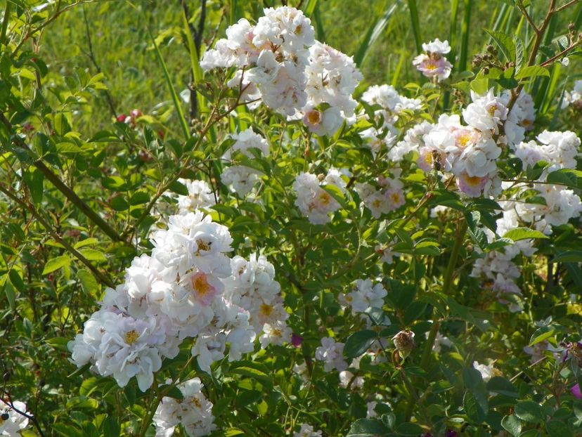 Abigail Adams - Trandafiri 2018 2