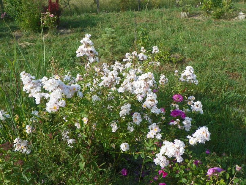 Abigail Adams - Trandafiri 2018 2