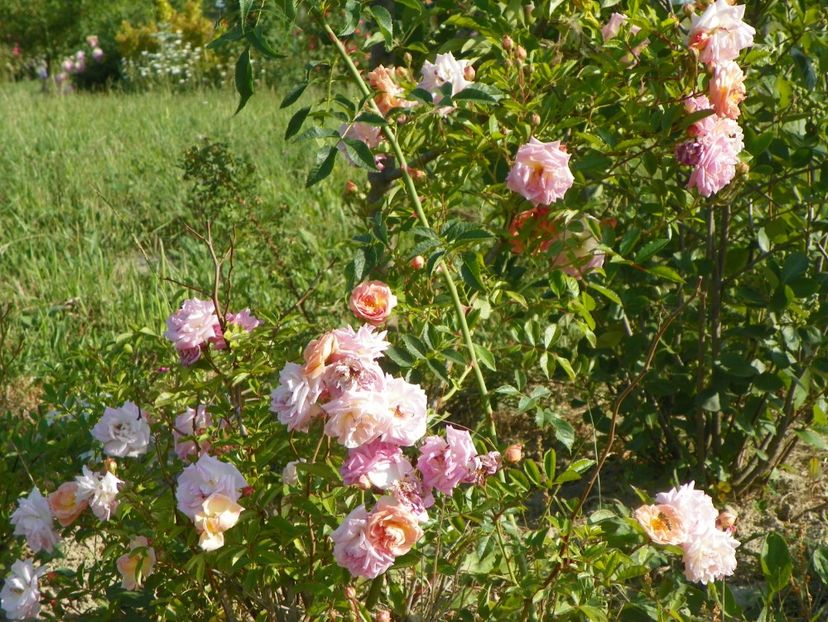 Ghislaine Feuerwerk - Trandafiri 2018 2