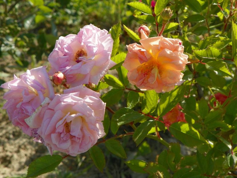 Ghislaine Feuerwerk - Trandafiri 2018 2