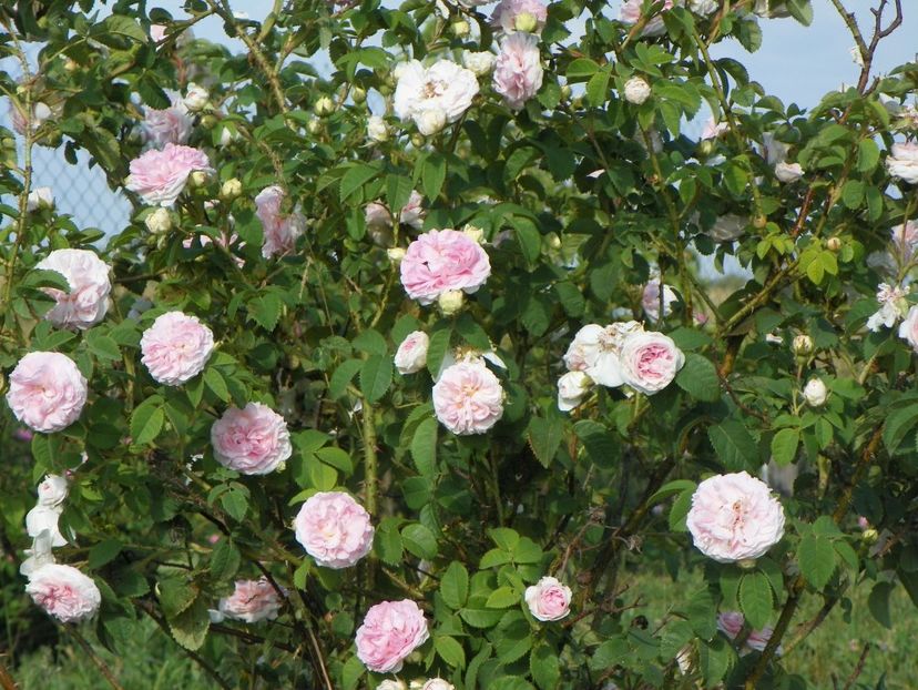 Felicite Parmentier - Trandafiri 2018 2