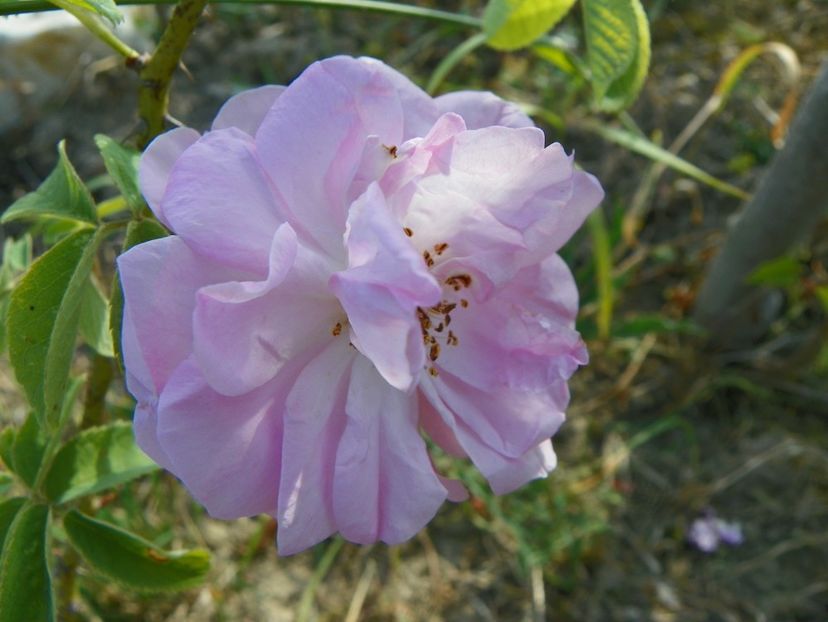 rosa damascena - Trandafiri 2018 2
