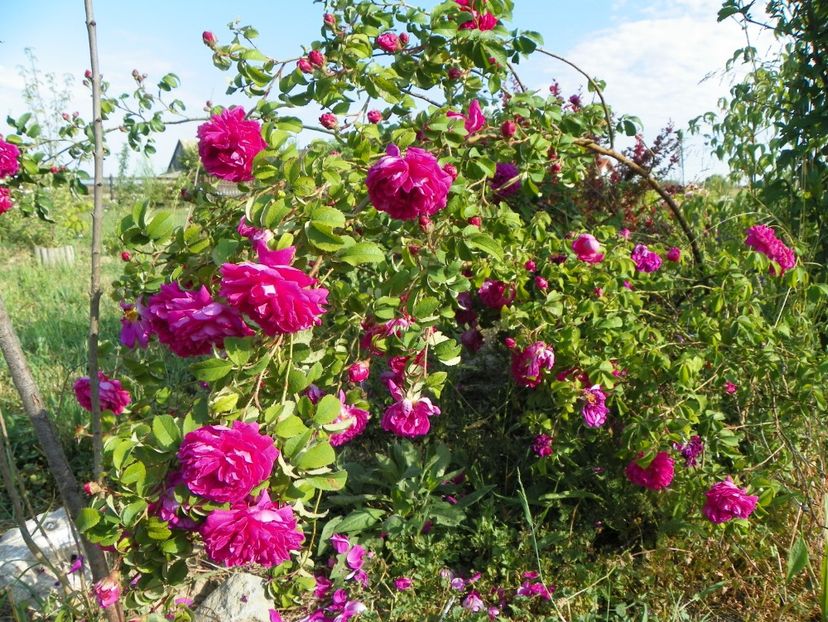 Conditorum - Trandafiri 2018 2