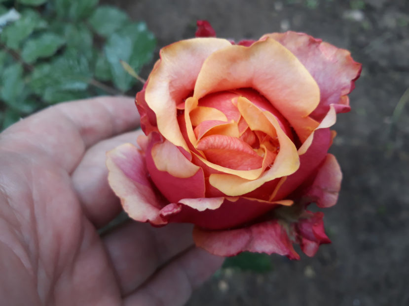  - CHERRY BRANDY TH 3