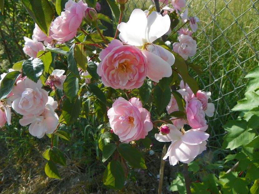 Rose Delacroix - Trandafiri 2018 2