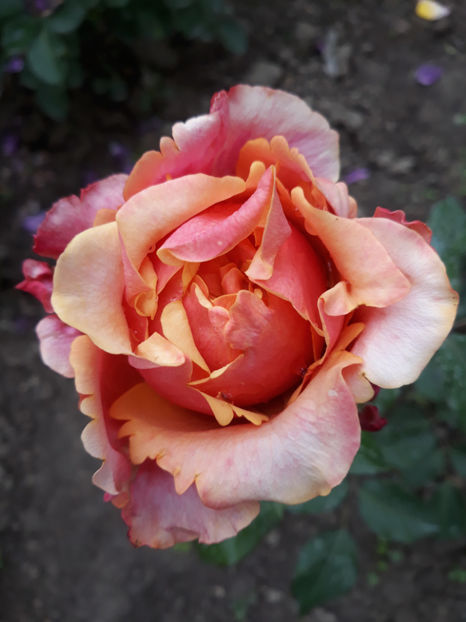  - CHERRY BRANDY TH 3