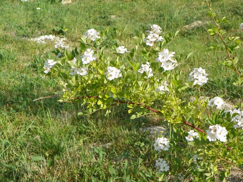 rosa multiflora - Trandafiri 2018 2