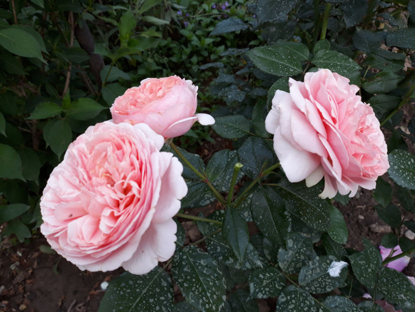  - CHIPPENDALE Tantau 2